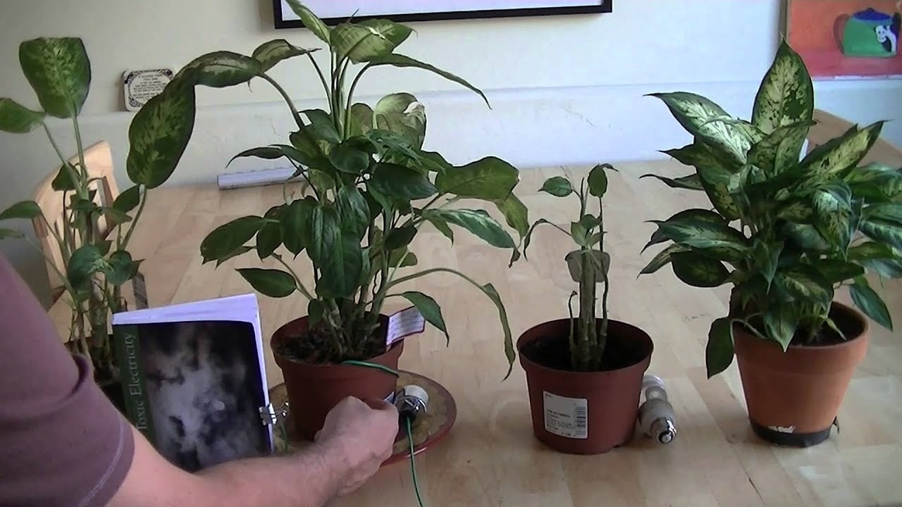 The Biological Effects of Electromagnetic Interference (EMI)