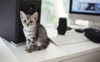 How to Protect Your Home Speakers From Cats